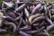 Eggplants, heritage varieties
