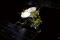 Artist’s view of Hayabusa 2 probe