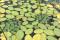 Deux rosettes de châtaignes d’eau (Trapa natans) bien dissimulées parmi les plants de Brasenia – Île Jones 2020