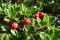 Arctostaphyle raisin-d'ours