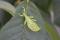 Leaf insect - Phyllium asekiense