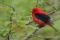 You can see and hear a number of perching species all over Sainte-Hélène and Notre-Dame islands, like the scarlet tanager.