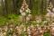 Heart-leaved foamflower  (Tiarella cordifolia)