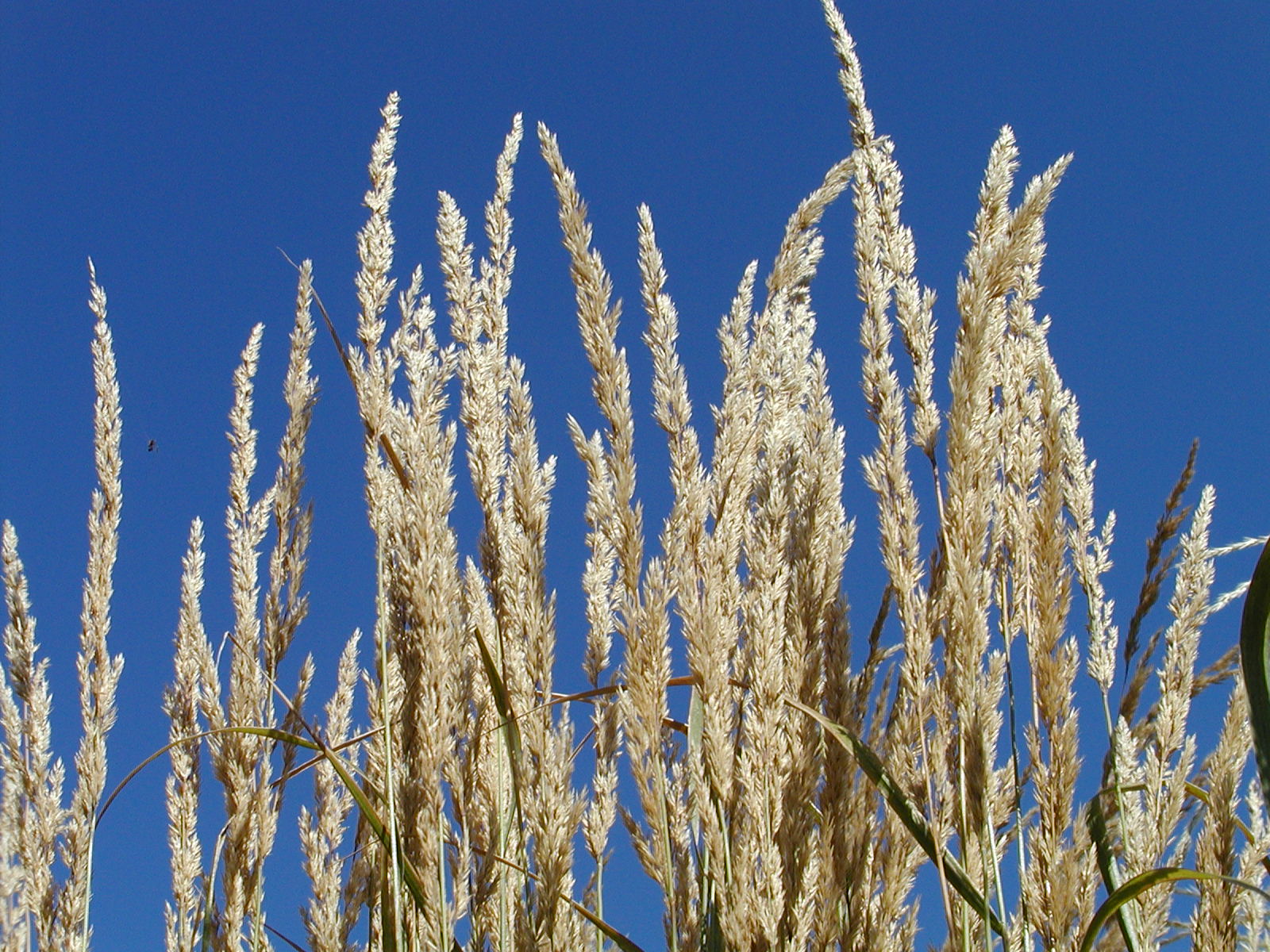 are ornamental grasses poisonous to dogs