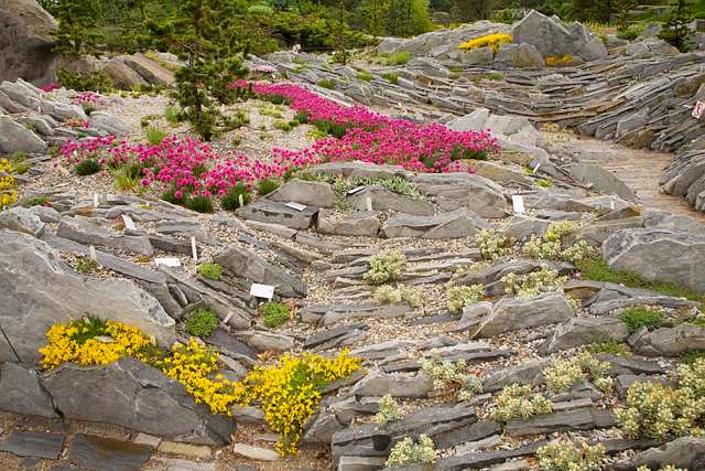 Multiplication des plantes alpines et de rocaille