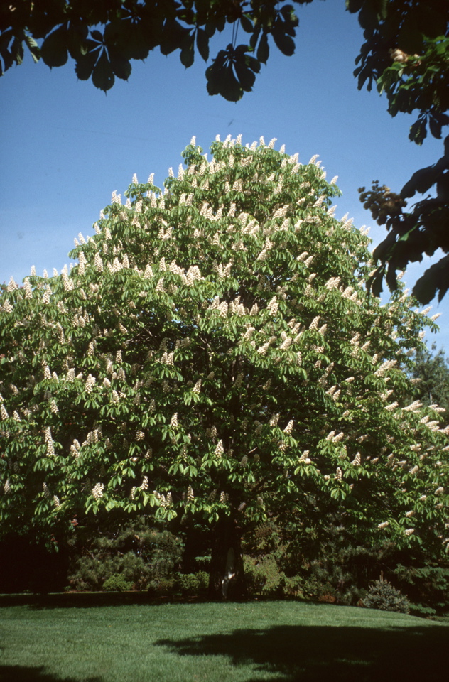 Marronnier d'Inde | Espace pour la vie