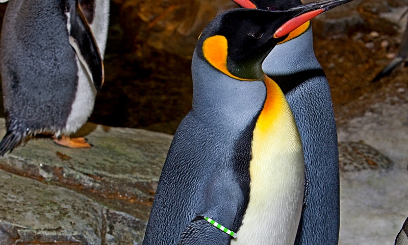 Manchot Royal Espace Pour La Vie