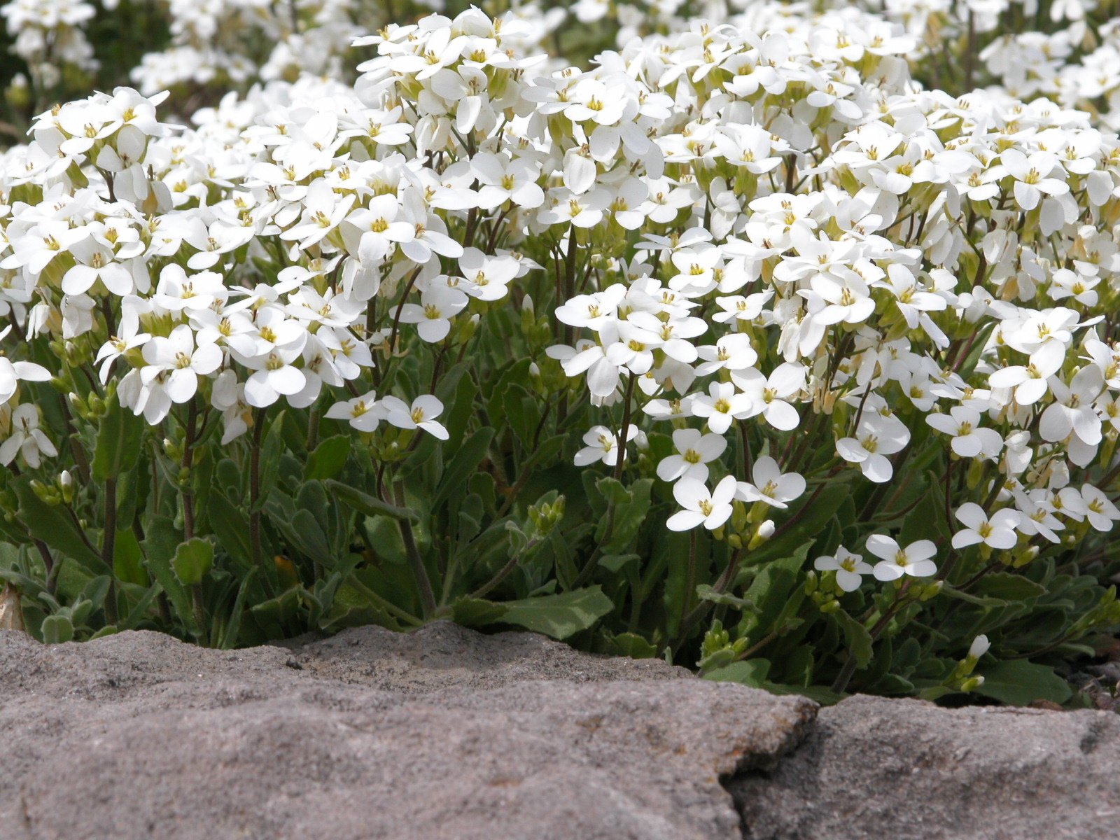 Rock cress, Alpine, Perennial, Flowering