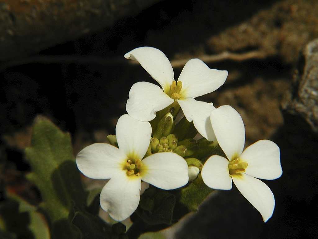 Selecting Species Space For Life