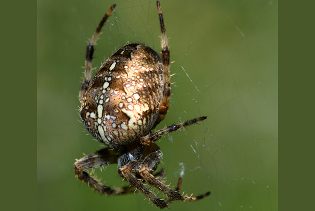 A Guide to House and Garden Spiders by Lawrence Bee