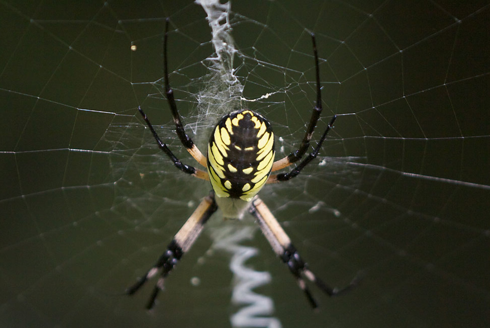 Are Spiders Considered Insects? Learn About Spiders at Our Pavilion! -  South Coast Botanic Garden Foundation