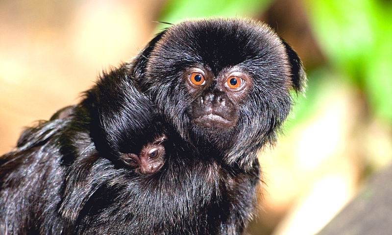 Animal Professionals Hand-Raising Tiny Goeldi's Monkey - The