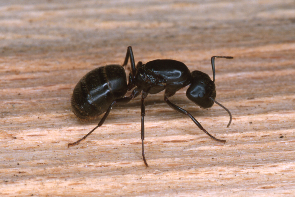 L'importance écologique des fourmis | Espace pour la vie