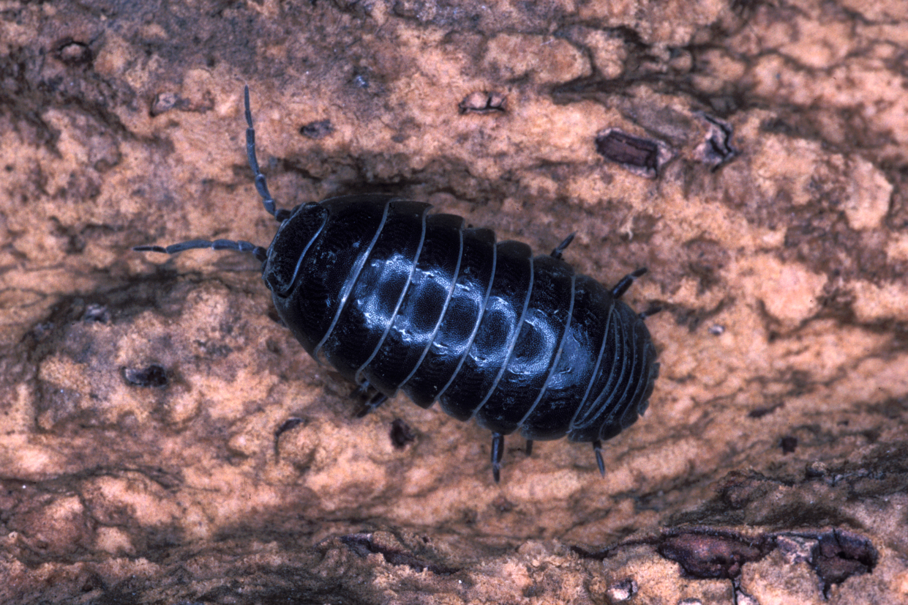 Woodlice Space For Life