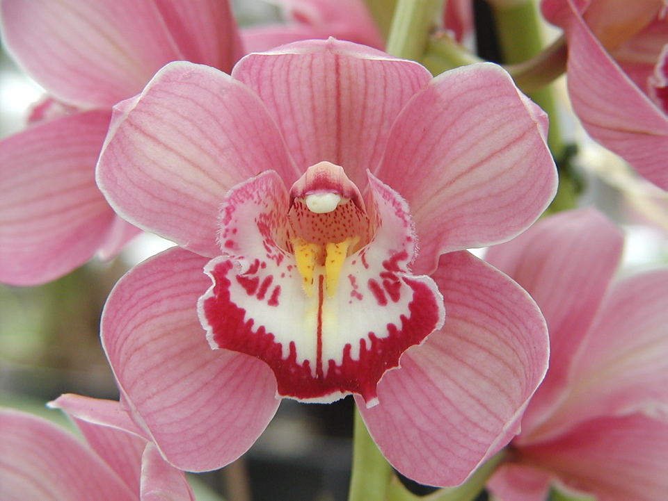 Substrat pour orchidées - Ethnic World