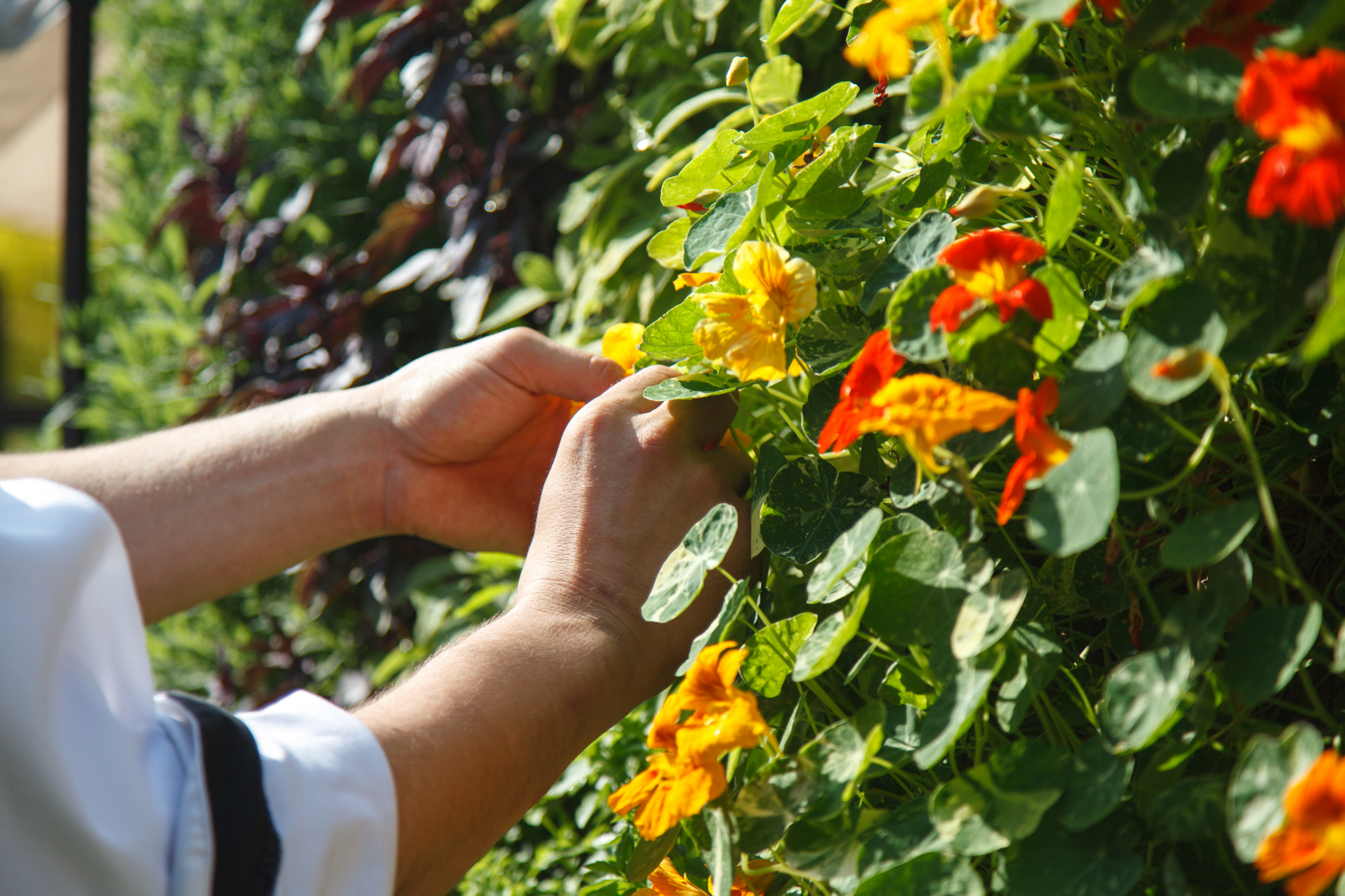 Cultiver des fleurs comestibles / Jardinage