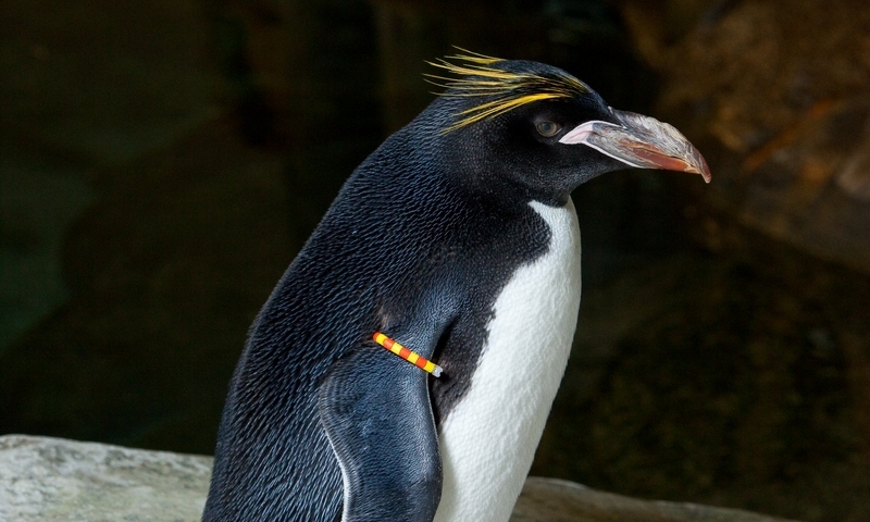 macaroni penguin diet