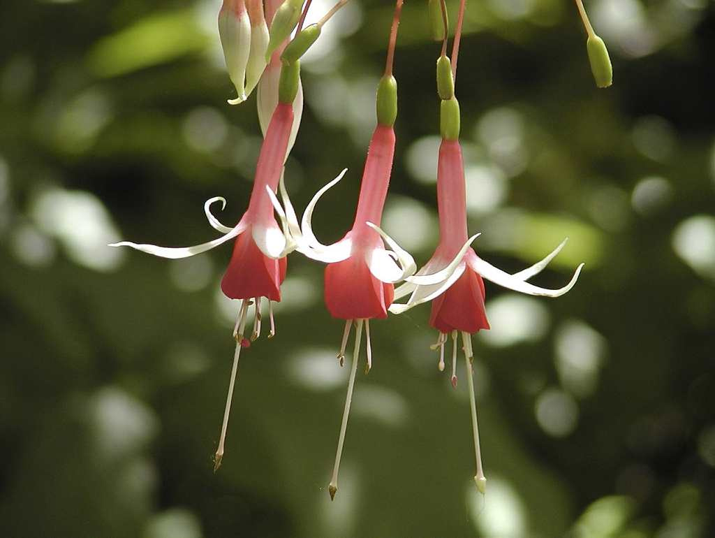 Selecting The Right Plant For Shade Gardens Space For Life
