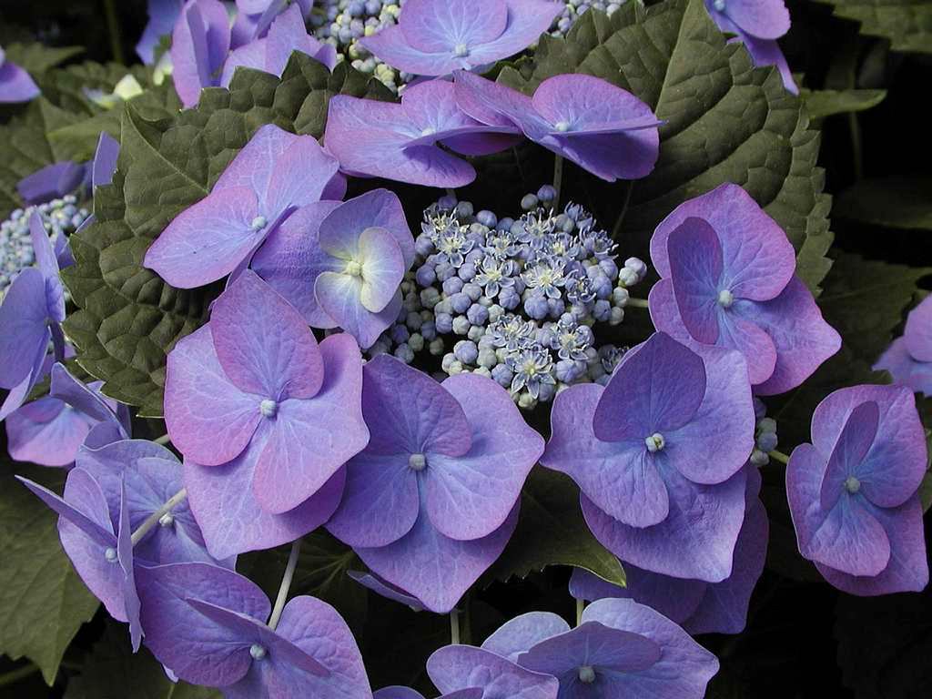 Cultivating hydrangeas Hydrangea spp.   Space for life