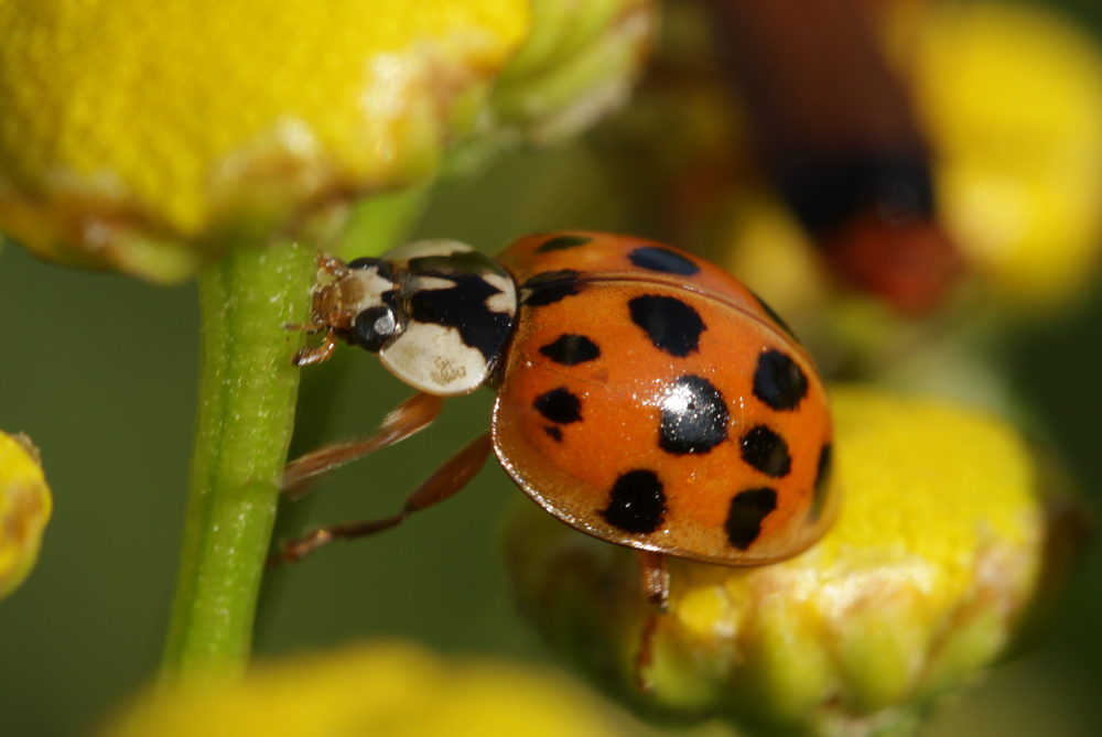 Asian Lady Beetle (Harmonia axyridis) Identification