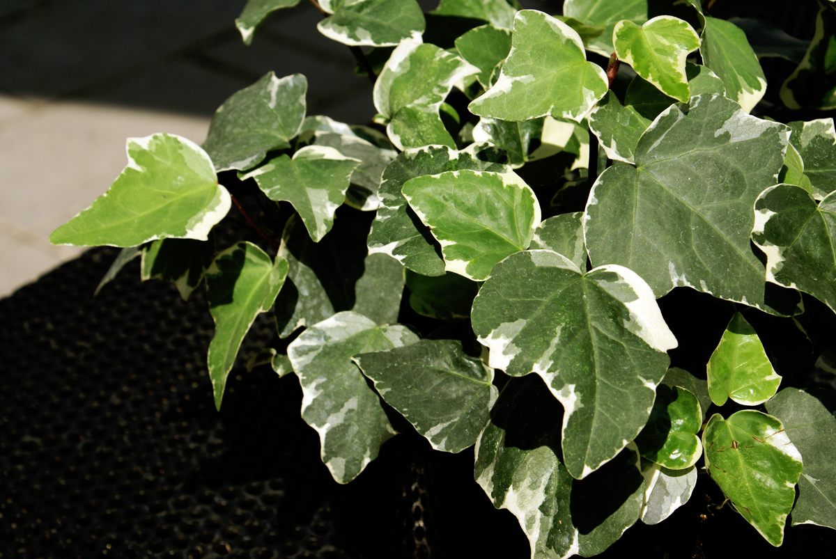 Planter des bulbes à l'automne : mode d'emploi - Ivy Paysagiste