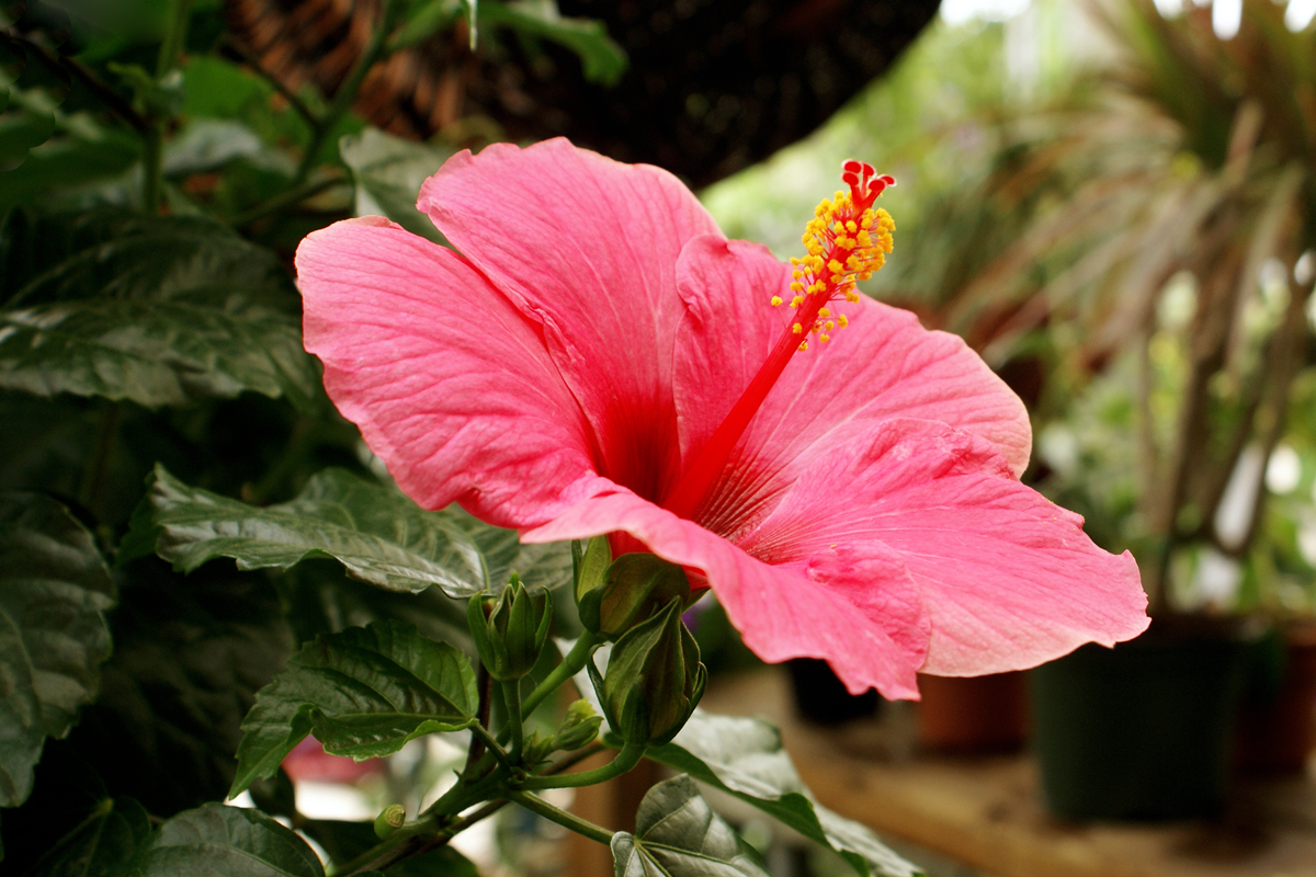 Hibiscus rosa-sinensis – hibiscus d'intérieur