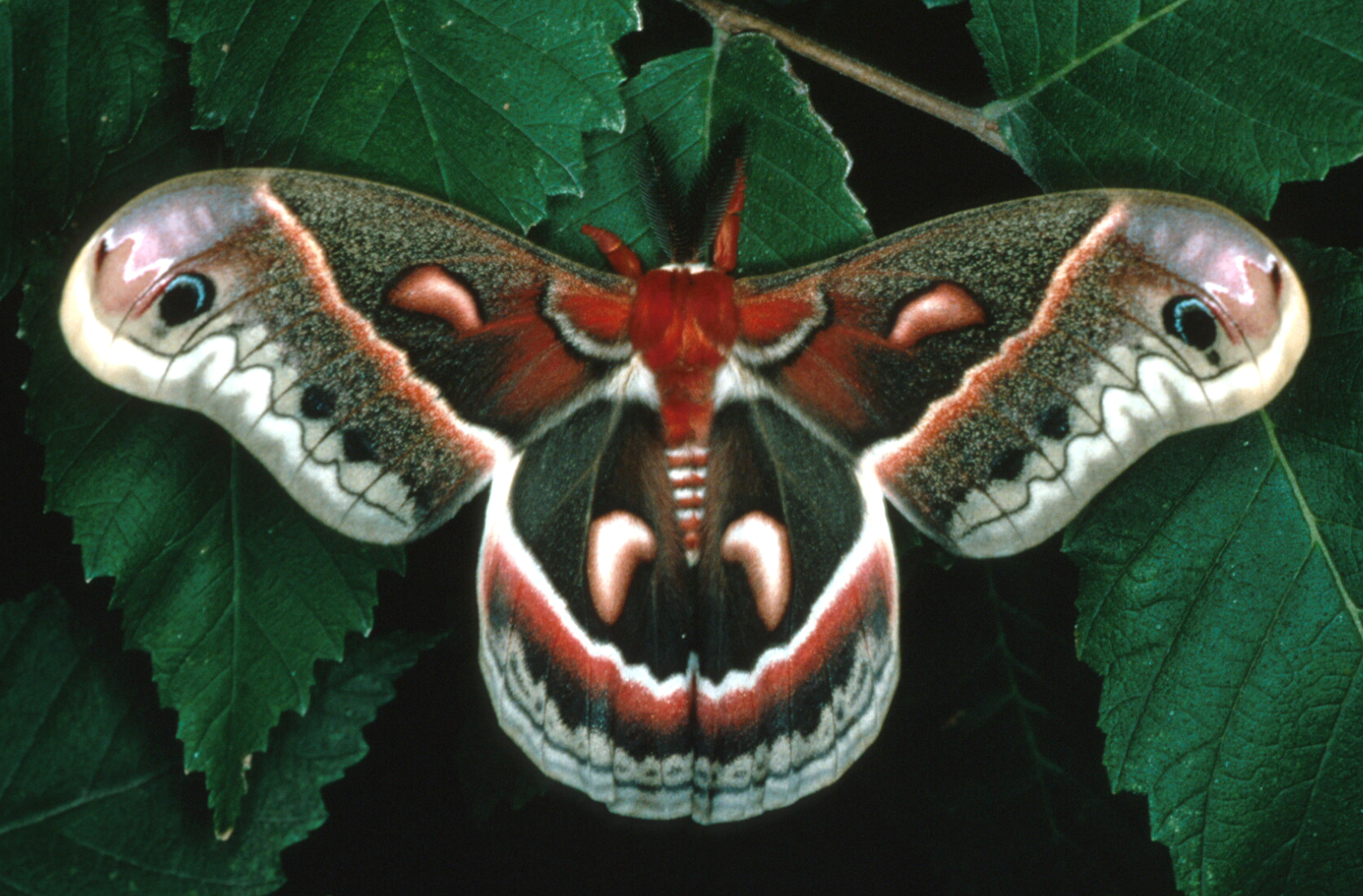 Elevage du papillon grand paon de nuit, alimentation chenille, chrysalide,  hibernation...