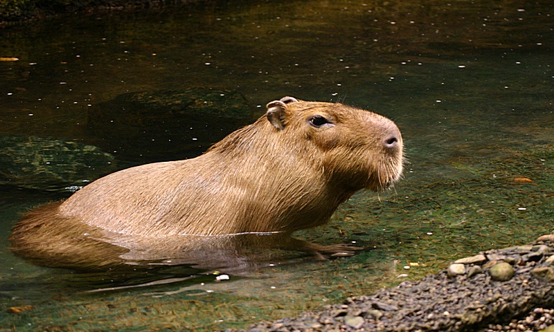 Capybara | Space for life