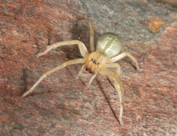 What You Need to Know About Yellow Sac Spiders