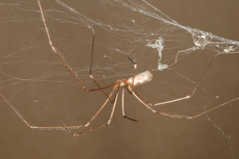 Is It A Cellar Spider Or Daddy Long Legs Hanging Around Your