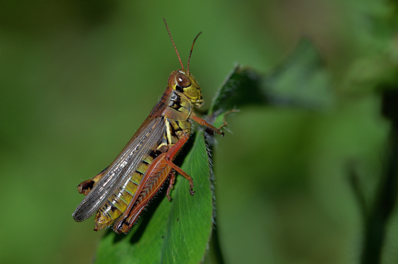 Friends and Strangers - Grasshopper Film