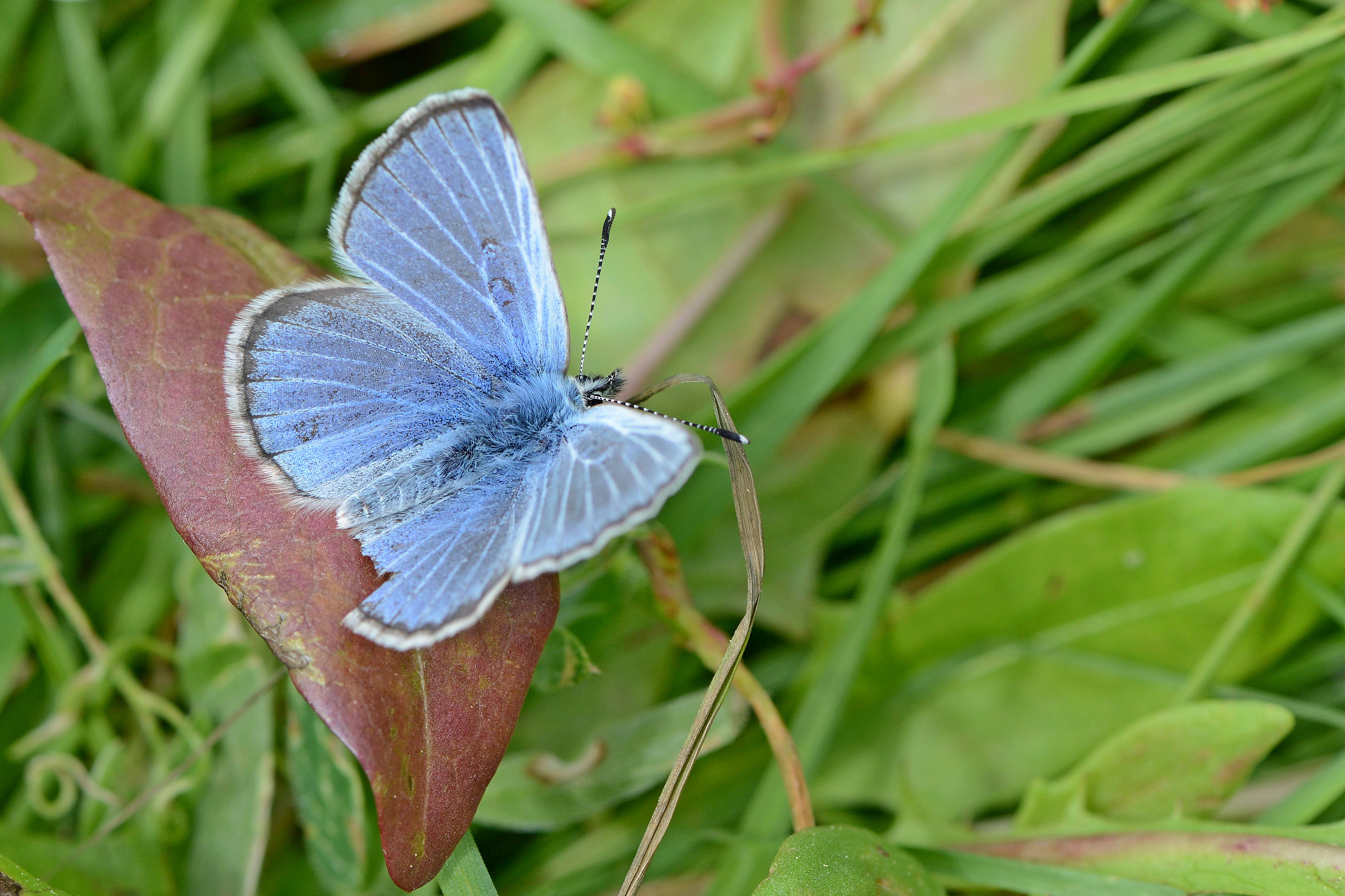 Bleu Argenté Espace Pour La Vie