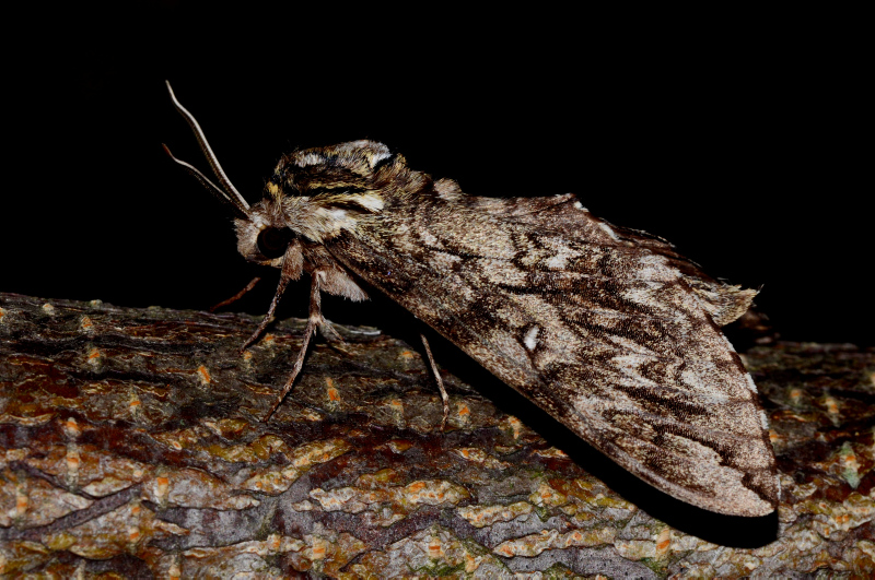 Waved Sphinx -- newest moth mezzotint