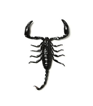 Scorpions Espace Pour La Vie