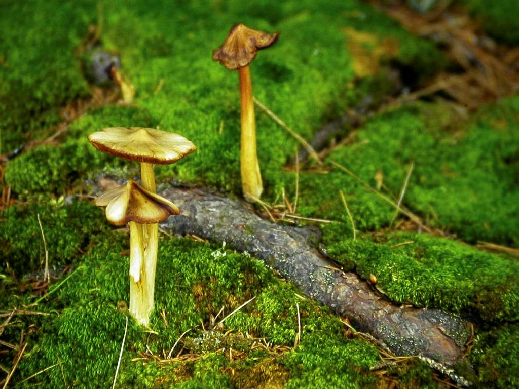 The role of mushrooms in nature