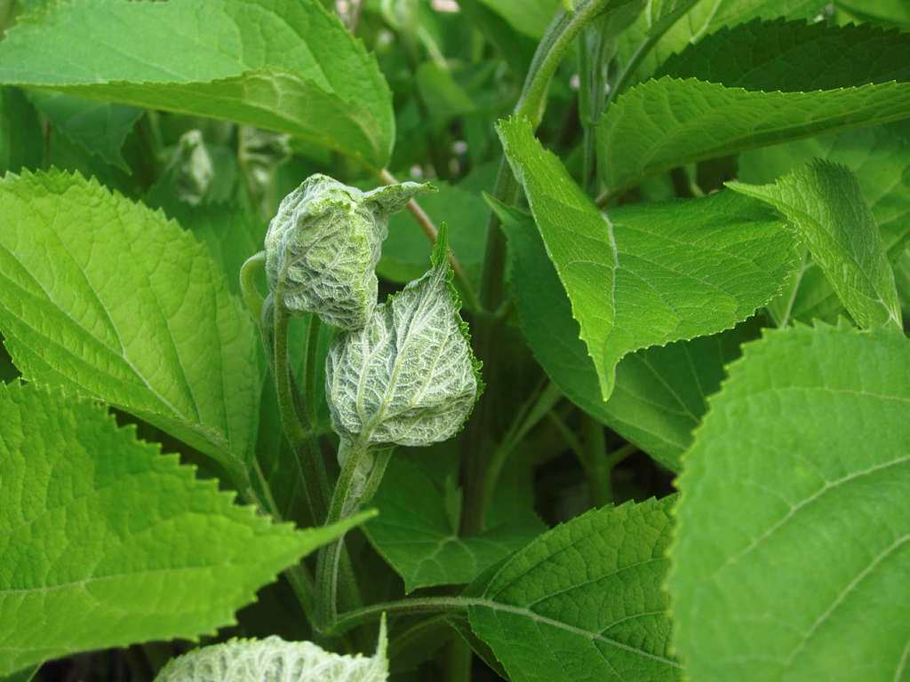 can dogs eat hydrangea leaves