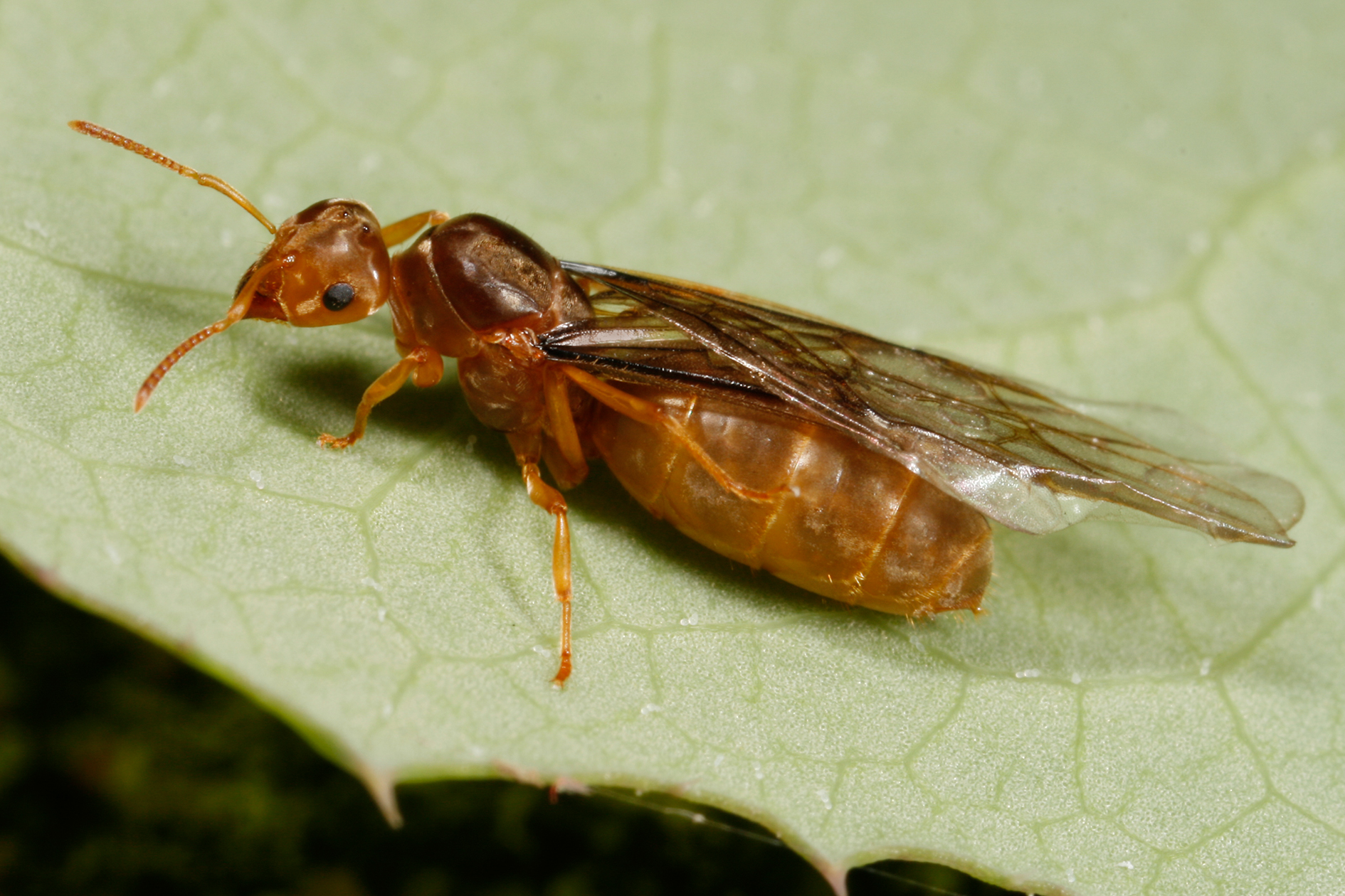 Des armées de fourmis nettoient la Grosse Pomme - Sciences et Avenir