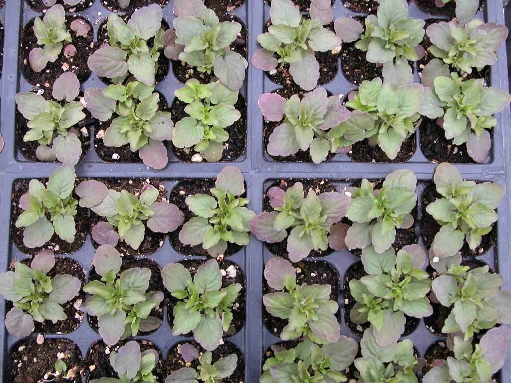 Petites mouches dans nos semis et plantes d'intérieur - Jardinier
