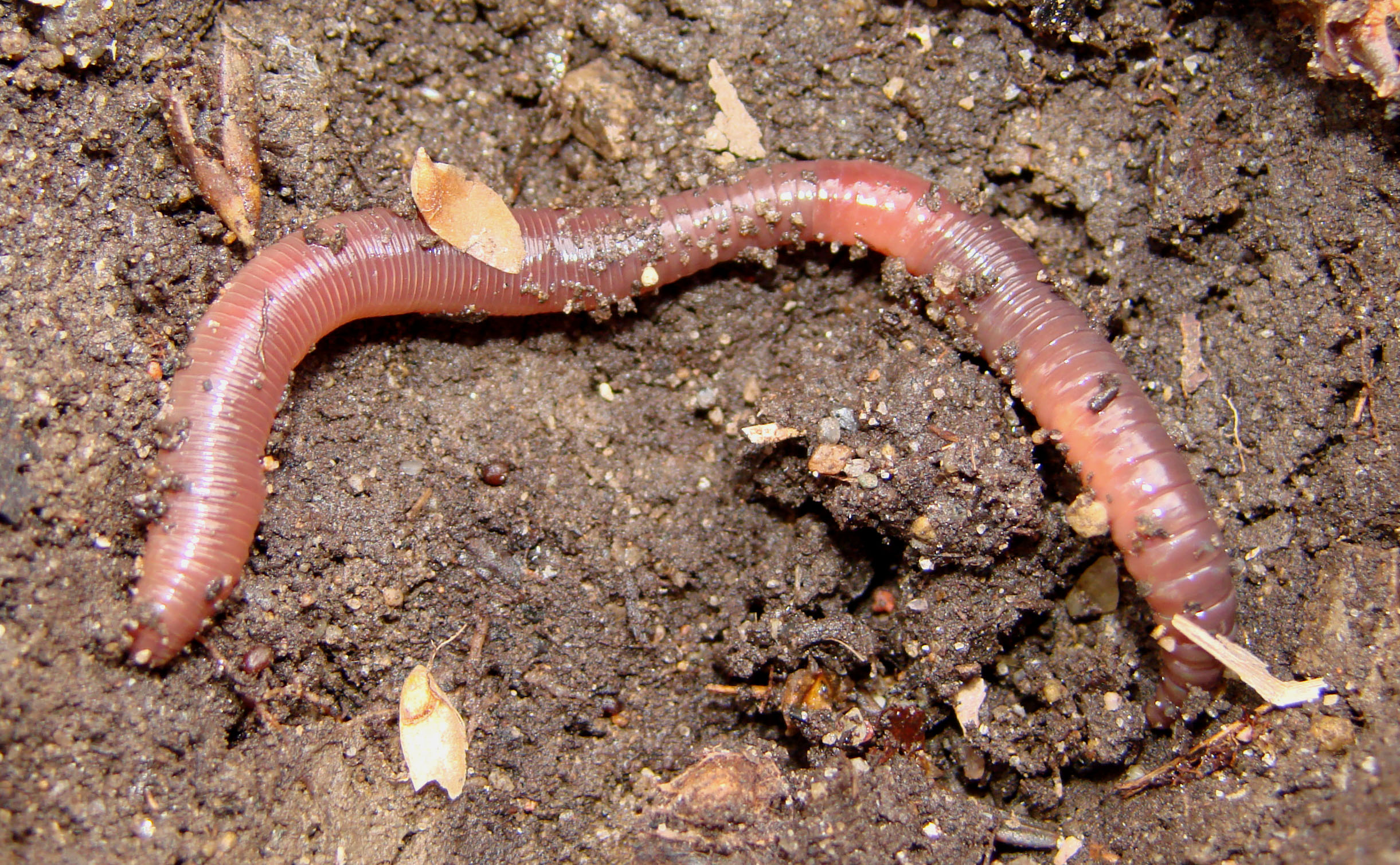 Common Earthworm (Lumbricus terrestris ) Dimensions & Drawings