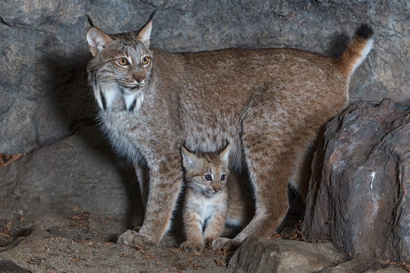 Canada Lynx Space For Life