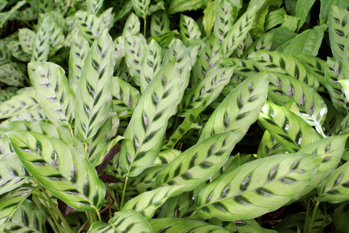 La Green Touch Maranta Leuconeura Fascinator Plante Vert