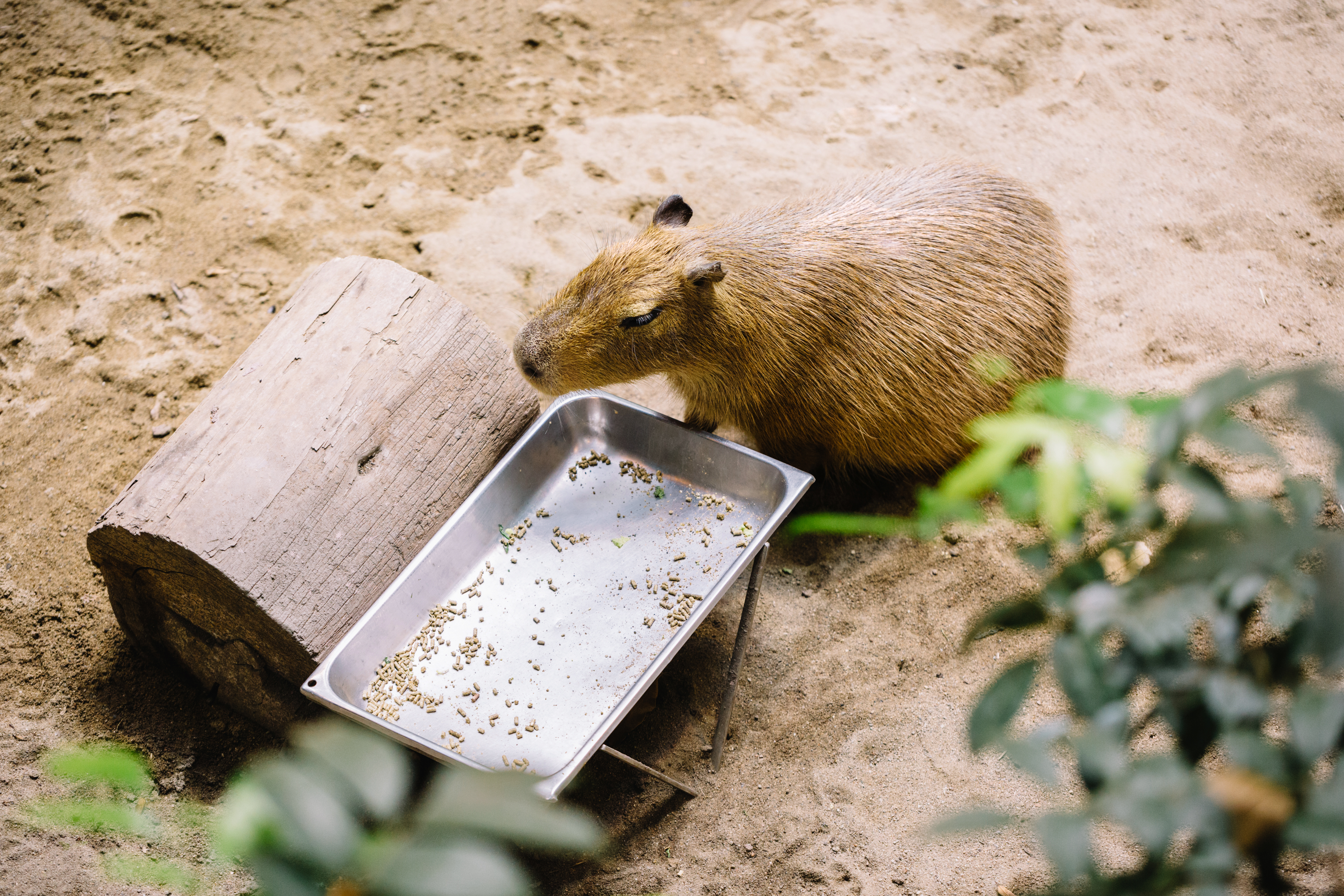 animaux des forêts tropicales (Les)