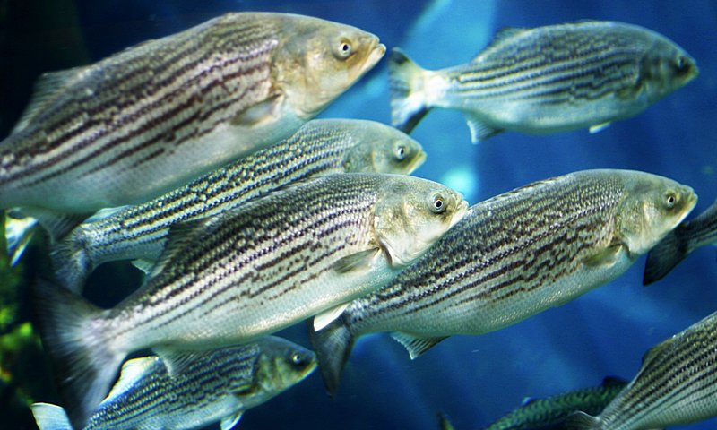 Striped bass  Space for life