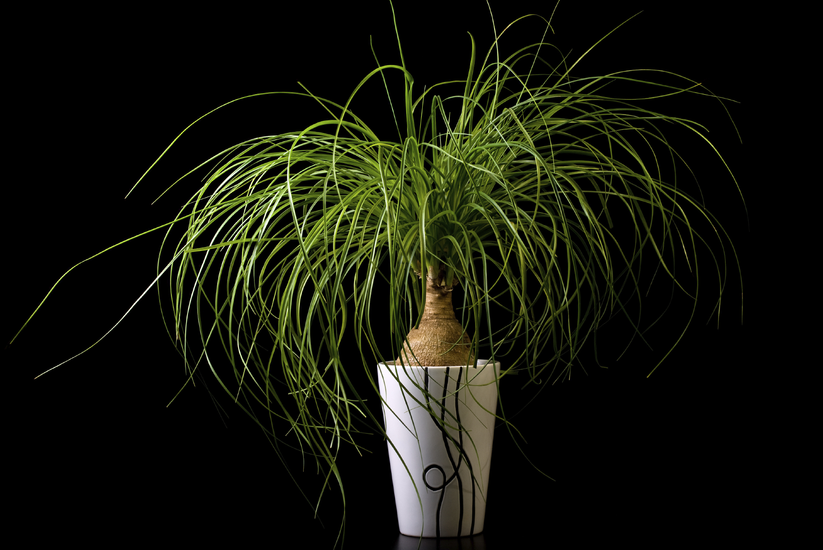 Engrais plantes vertes et fleuries d'intérieur en flacon de 1 L : Engrais  plantes d'intérieur Botanic® maison - botanic®