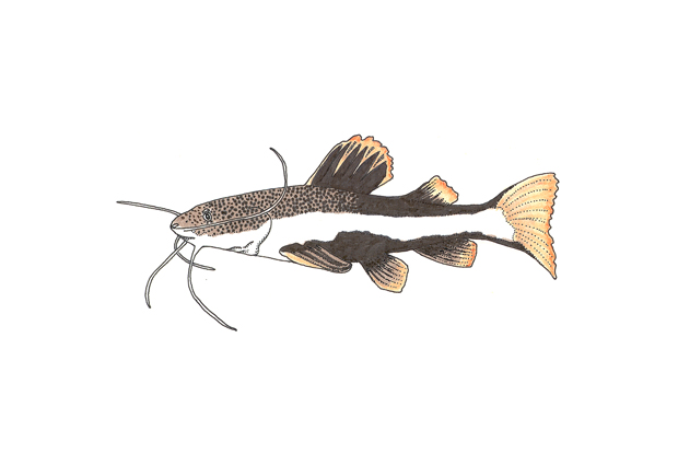 Redtail catfish, pirarara