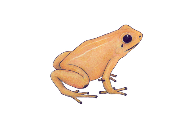 Frogs, Anura Dimensions & Drawings