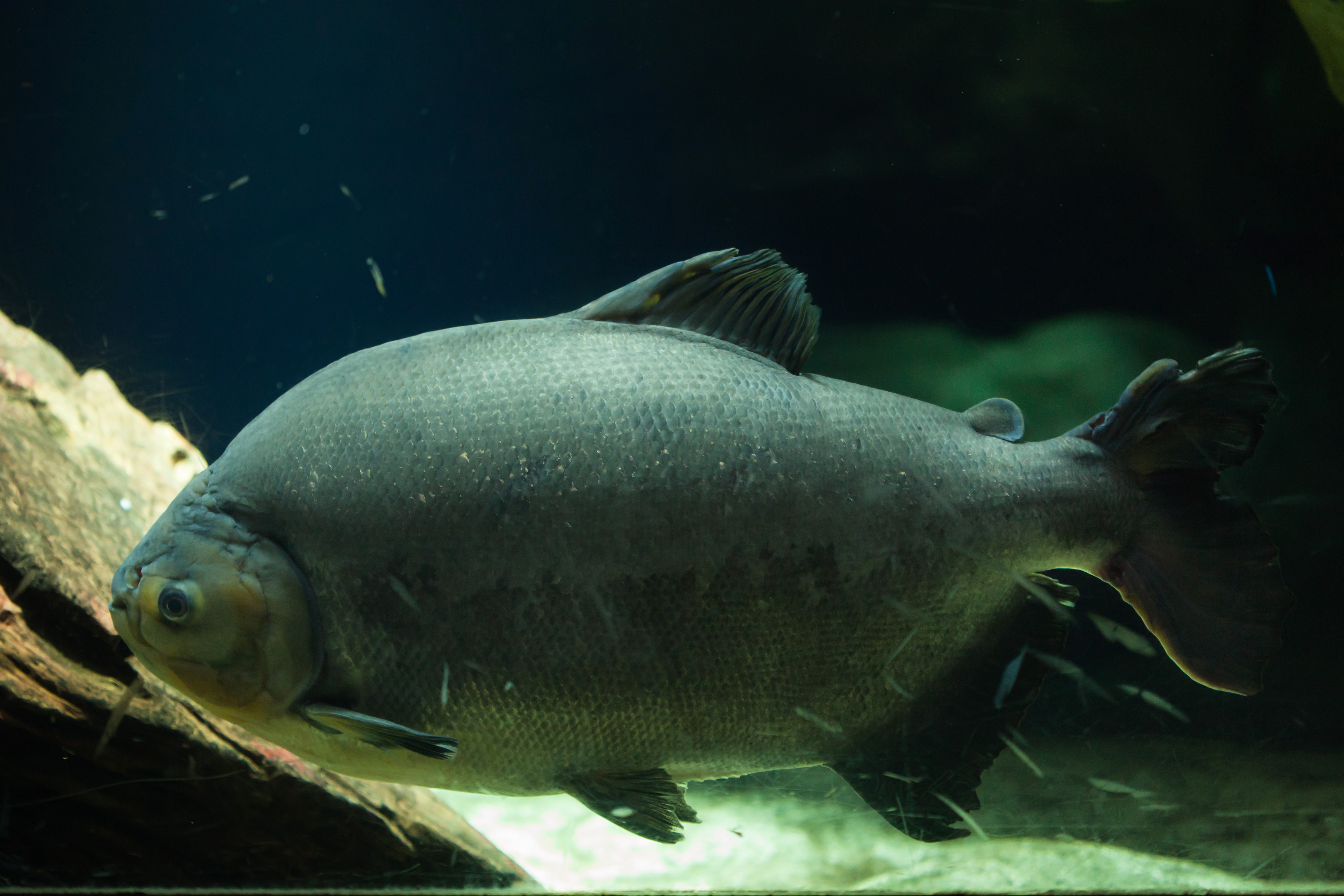 Funny Rare Animals, Exotic Aquarium Fish Gifts