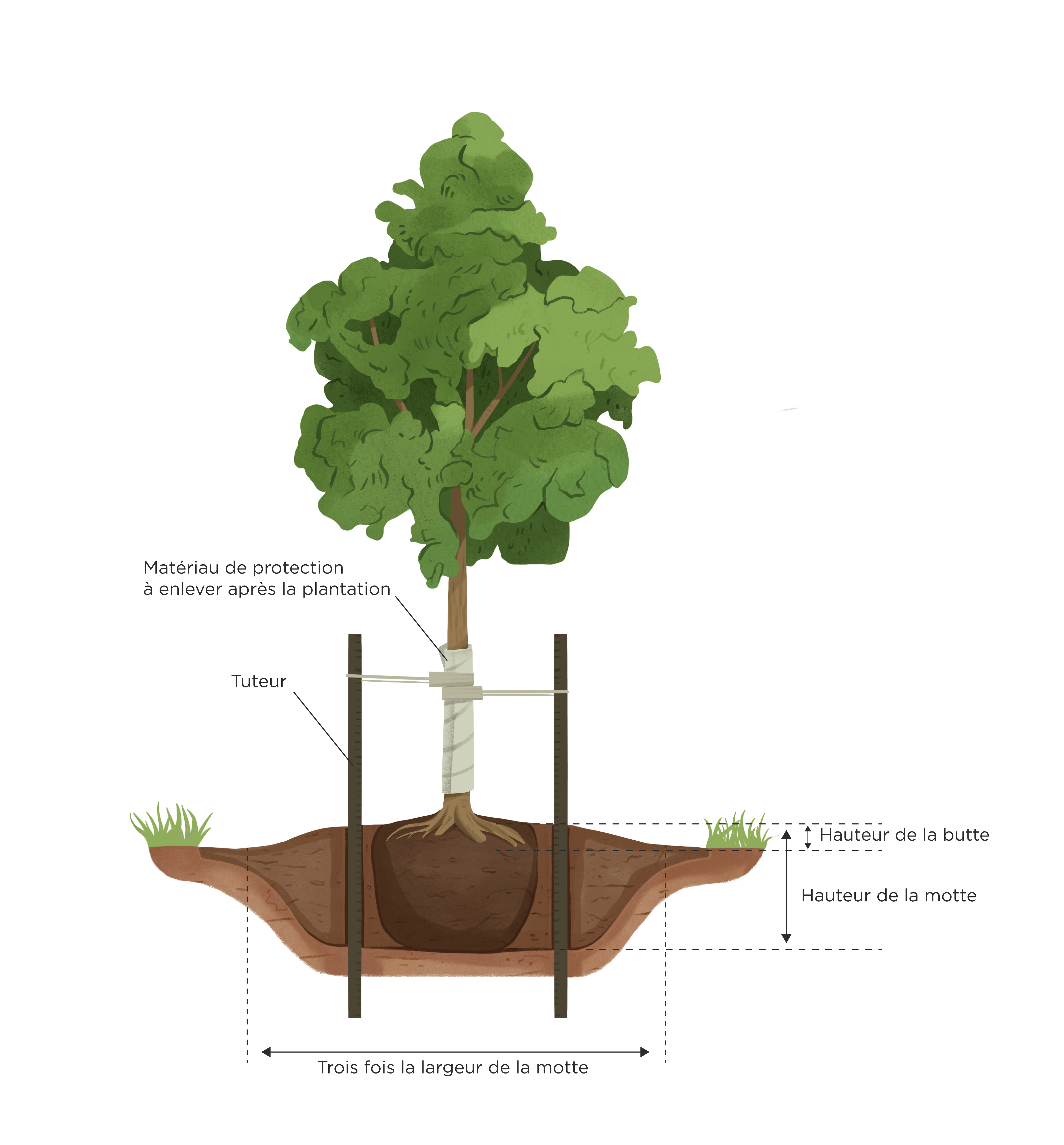 Plantation d'un arbre : quand et comment planter un arbre ?