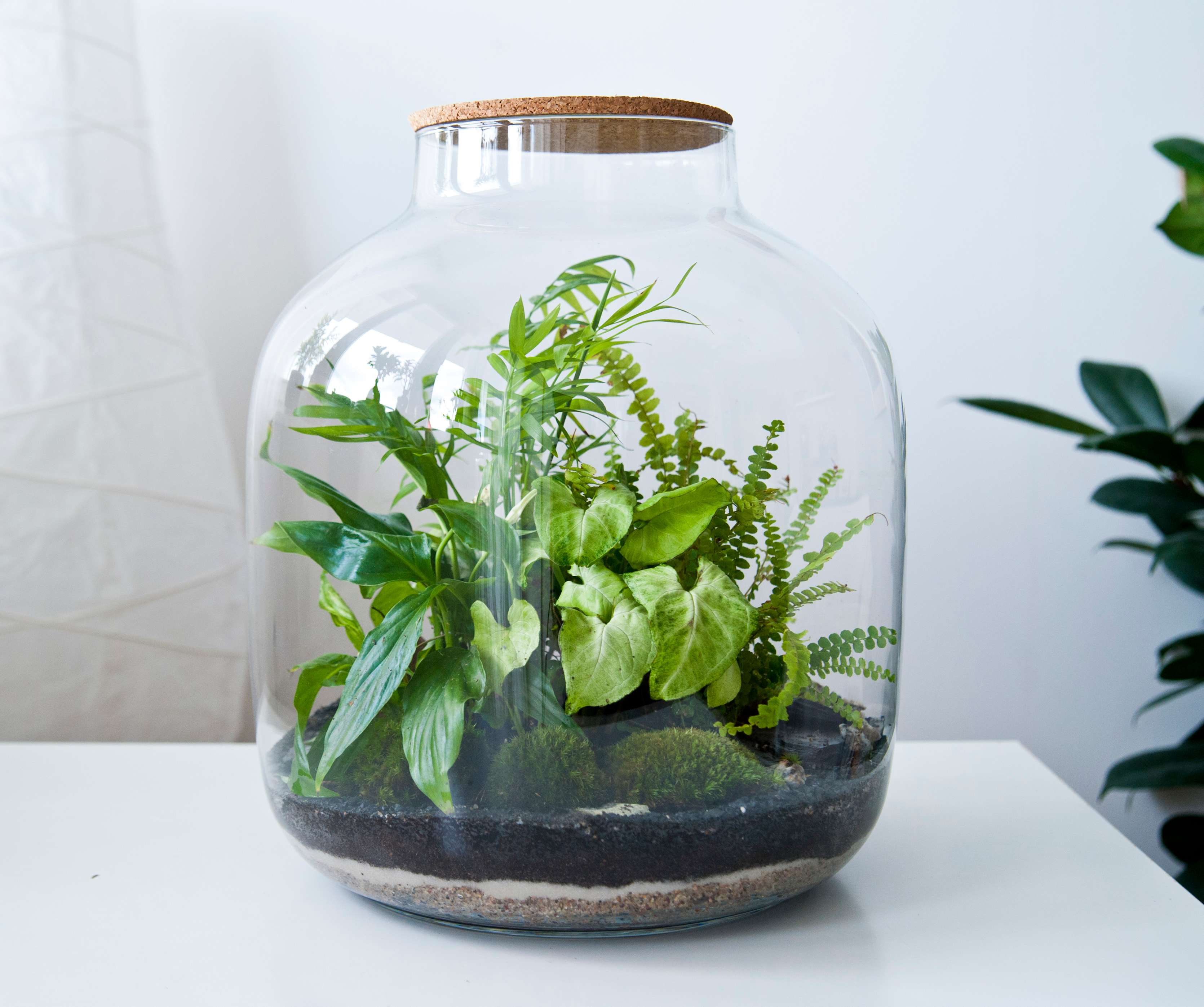 Terrarium bocal en verre fermé - créer un mini jardin - PRÊT A JARDINER