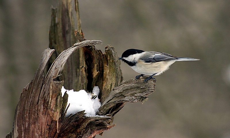 Black Capped Chickadee Space For Life